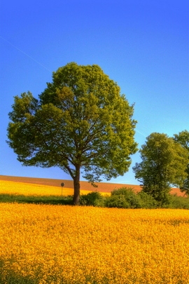 Golden Serenity: Cái ôm của một cái cây 🌳✨