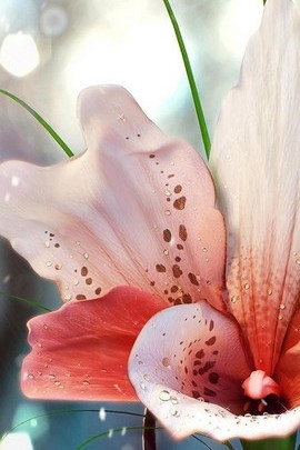 Blushing Blooms: Nature's Delicate Touch 🌸✨