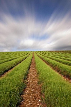Emerald Serenity: A Tranquil Landscape