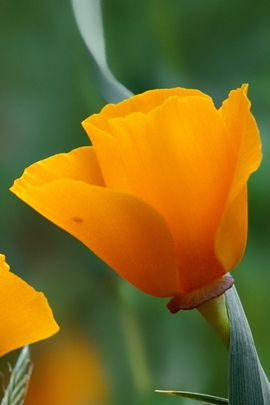 Wallpaper Naturehd (103)