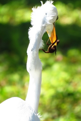 Eastern Great Egret (Ardea Alba Egretta).