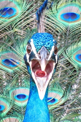 Peacock In Apopka, Fl.