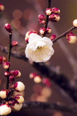 Blossoming Beauty: The Apricot's Promise 🌸