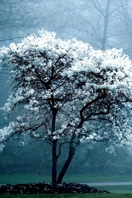 Tree Blossoming