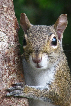 Portrait d'écureuil.