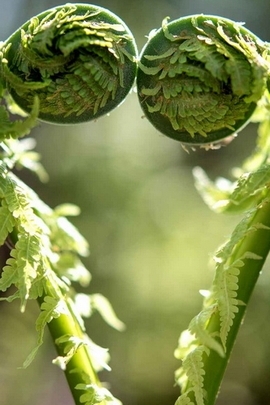 Wallpaper Naturehd (97)