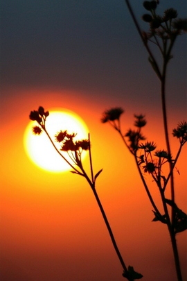 Sunset Serenity: Nature's Resilient Weeds 🌅🌿