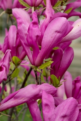 Mag Purple