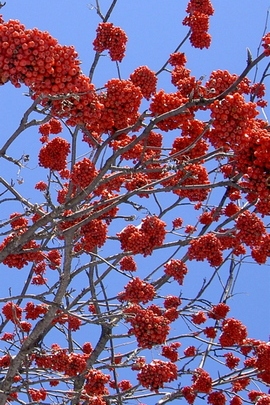 Red Berries