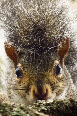 Retrato de esquilo.