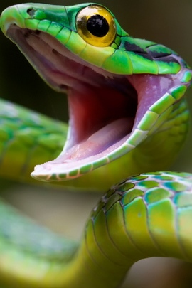 Змія