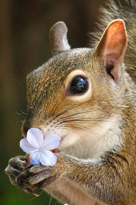 Eichhörnchen-Porträt.
