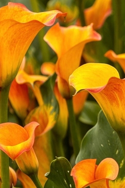 Calla Flowers