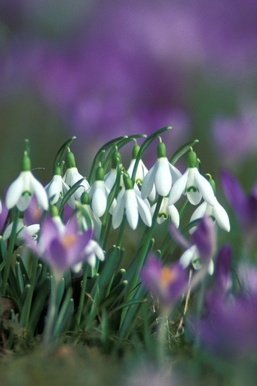 Snowdrops