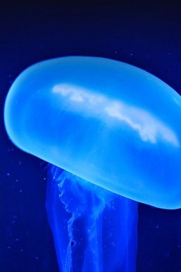 Moving Jellyfish
