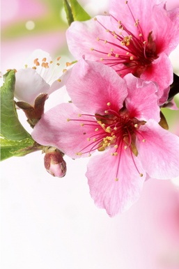 Blossoms of Renewal: Embracing Spring's Beauty 🌸