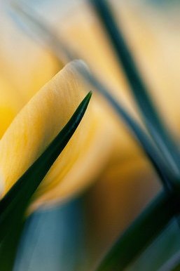 Golden Blooms: The Beauty of Yellow Crocus