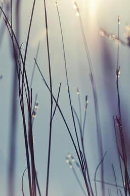 Whispers of Nature 🌾✨