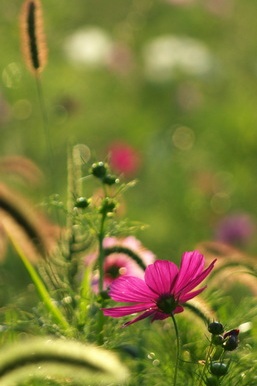 Lovely Cosmos