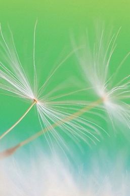 Whispers of the Wind: The Dandelion's Dance 🌼💨