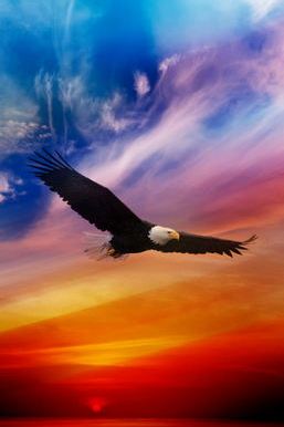 Sunset Eagle