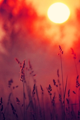 Hoàng hôn thanh bình: Sự ôm ấp của thiên nhiên 🌅✨