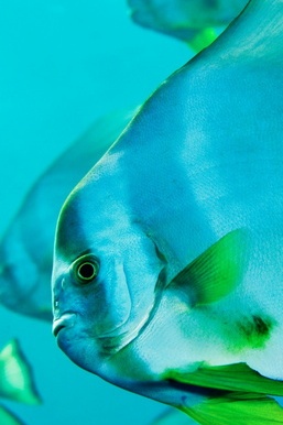 Pesce azzurro