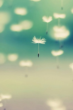 Whispers of the Wind: Dandelion Dreams 🌼✨