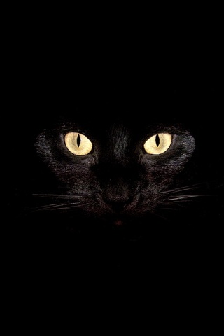 귀여운 검은 고양이