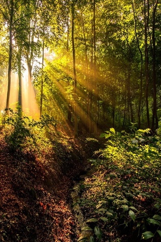 Forest Sun Rays