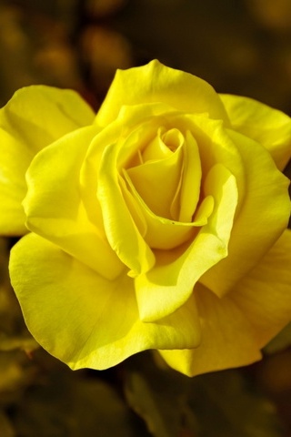 पिवळा गुलाब