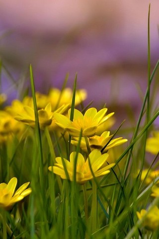 पिवळ्या फुले