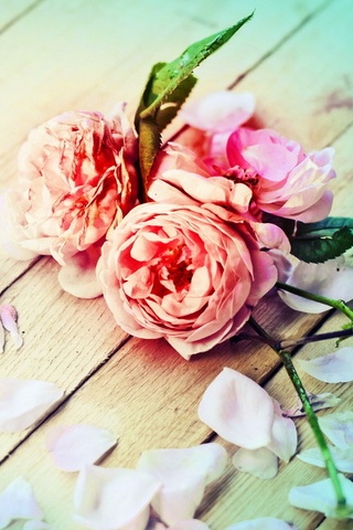 Vintage Roses
