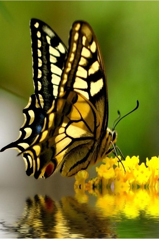 Awesome Butterflies