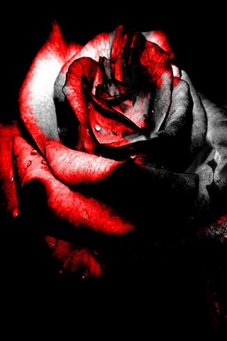 Rosas de sangre roja