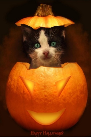 Happy Halloween Cat