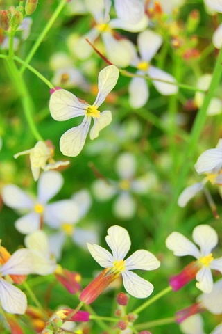 Weiße Blütenblätter