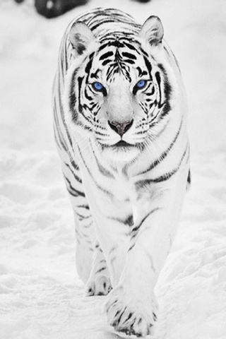 เสือขาว