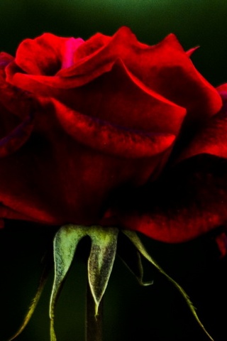 Mawar merah