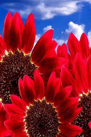 red sunflower wallpaper