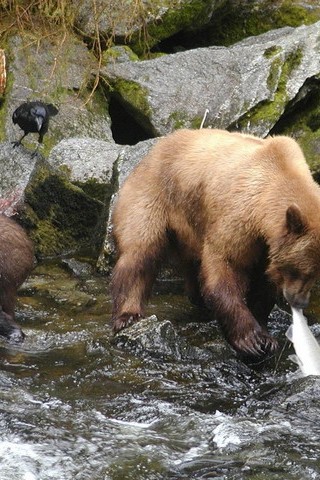 Bear And Salmon