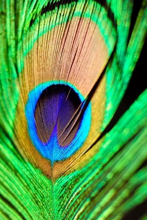 The Splendor of Nature's Palette 🌈🦚