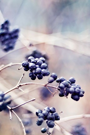 Tiny Blueberries