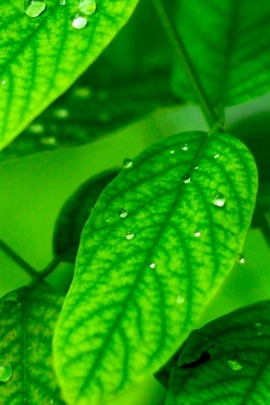 Macro Dew Leaf