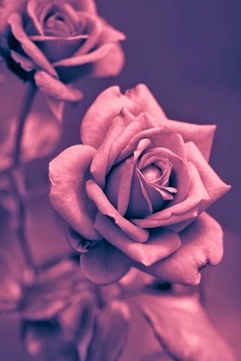 美丽的玫瑰