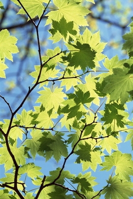 Maple Leaves Under Sunlight