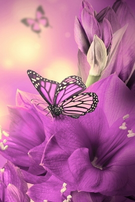 Flores y mariposas