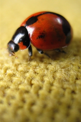 Ladybird On Flax