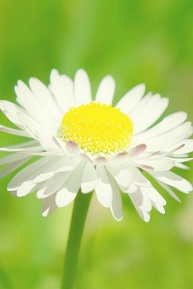 Sunny Daisy Flower