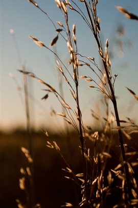 Natur Sonnenlicht Gras